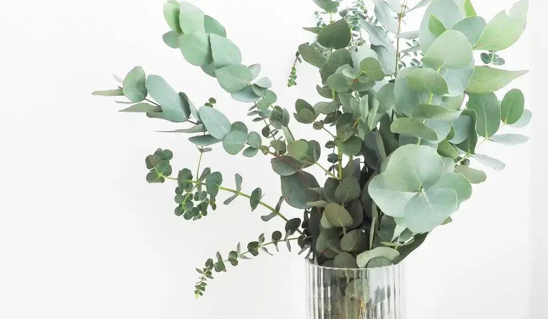 Clínica de estética com laser e bioestimulador campo limpo paulista: Descubra os tratamentos